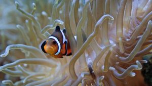 Preview wallpaper clown fish, fish, algae, aquarium