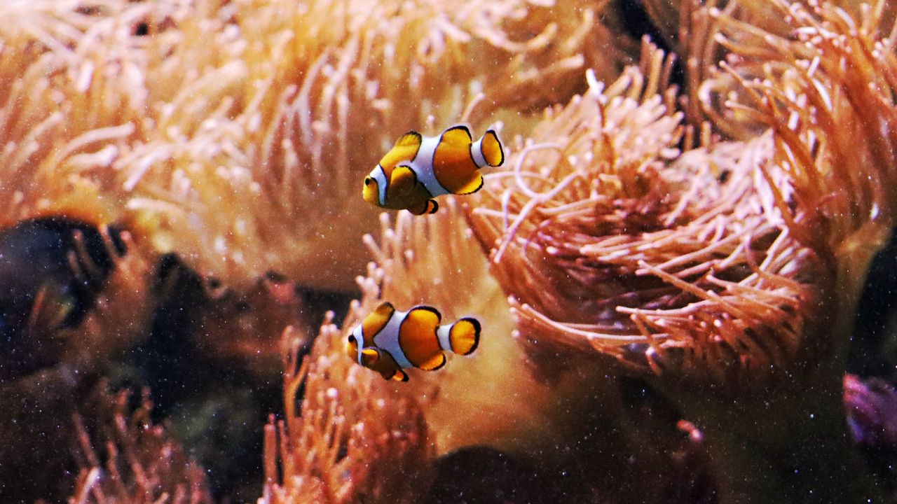 Wallpaper clown fish, fish, aquarium, algae, underwater world