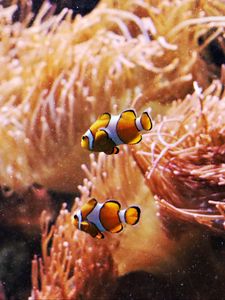 Preview wallpaper clown fish, fish, aquarium, algae, underwater world