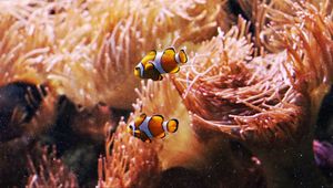 Preview wallpaper clown fish, fish, aquarium, algae, underwater world