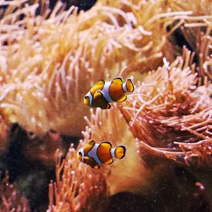Preview wallpaper clown fish, fish, aquarium, algae, underwater world
