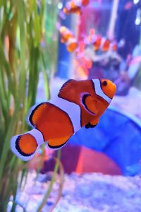 Preview wallpaper clown fish, fish, aquarium, algae
