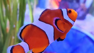 Preview wallpaper clown fish, fish, aquarium, algae