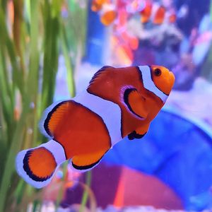 Preview wallpaper clown fish, fish, aquarium, algae