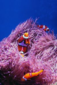 Preview wallpaper clown fish, fish, corals, reef