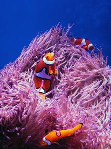 Preview wallpaper clown fish, fish, corals, reef