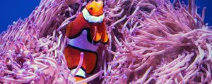 Preview wallpaper clown fish, fish, corals, reef