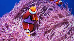 Preview wallpaper clown fish, fish, corals, reef