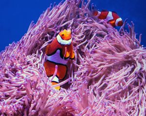 Preview wallpaper clown fish, fish, corals, reef