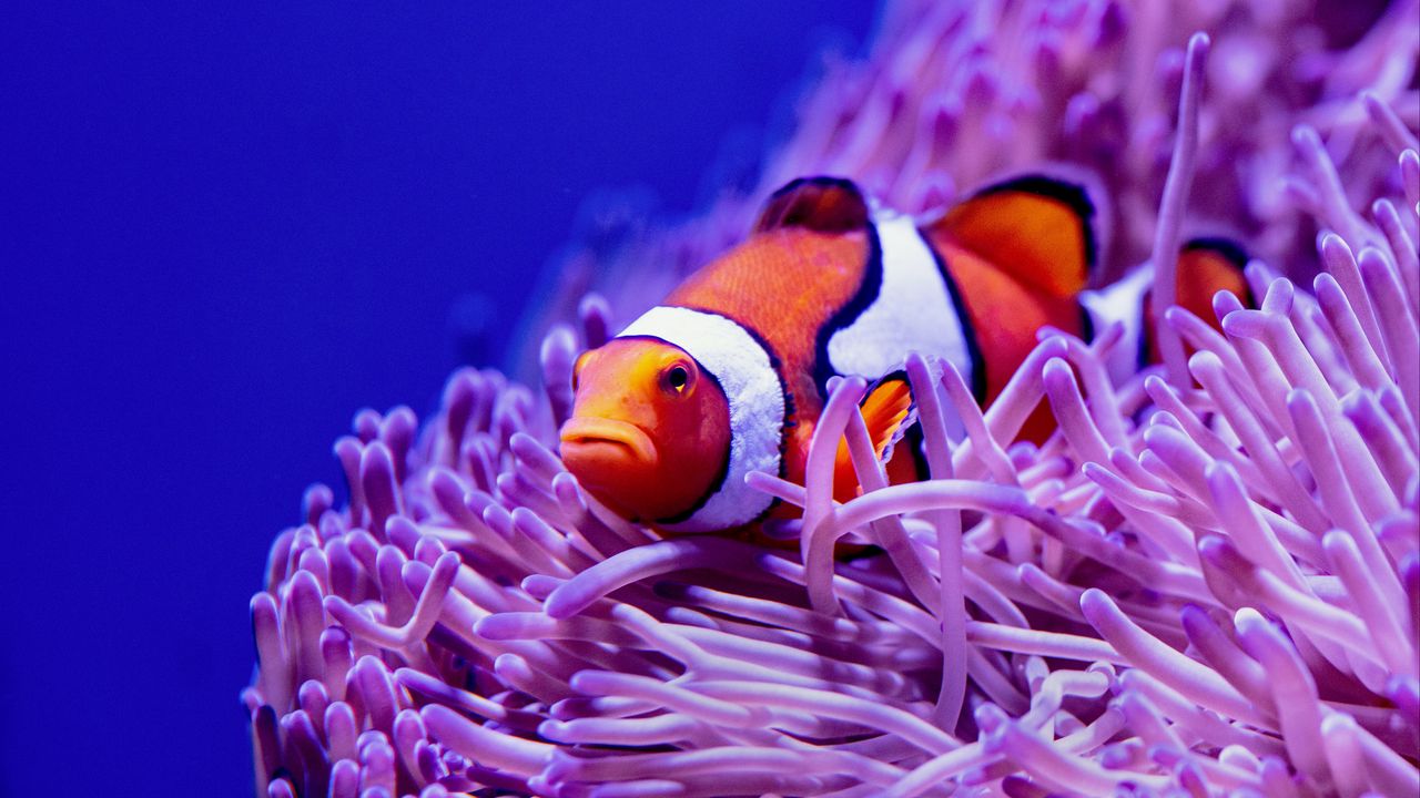 Wallpaper clown fish, fish, corals, reef, algae