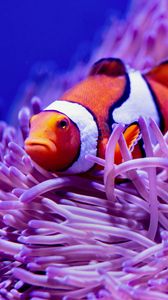 Preview wallpaper clown fish, fish, corals, reef, algae