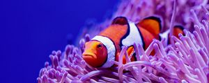 Preview wallpaper clown fish, fish, corals, reef, algae