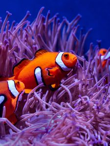 Preview wallpaper clown fish, fish, corals, reef, water