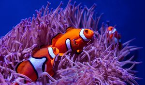 Preview wallpaper clown fish, fish, corals, reef, water