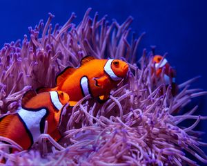 Preview wallpaper clown fish, fish, corals, reef, water