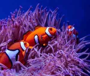 Preview wallpaper clown fish, fish, corals, reef, water