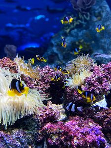 Preview wallpaper clown fish, fish, corals, reef, underwater