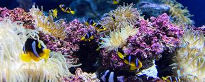 Preview wallpaper clown fish, fish, corals, reef, underwater