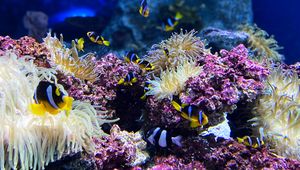 Preview wallpaper clown fish, fish, corals, reef, underwater