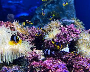 Preview wallpaper clown fish, fish, corals, reef, underwater