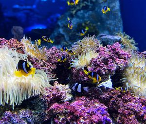 Preview wallpaper clown fish, fish, corals, reef, underwater