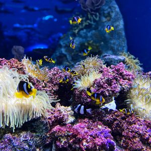 Preview wallpaper clown fish, fish, corals, reef, underwater