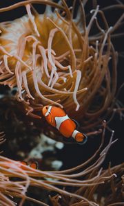 Preview wallpaper clown fish, fish, corals, reef, algae, underwater