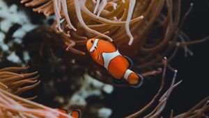 Preview wallpaper clown fish, fish, corals, reef, algae, underwater