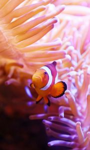 Preview wallpaper clown fish, fish, corals, underwater world, water