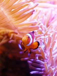 Preview wallpaper clown fish, fish, corals, underwater world, water