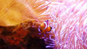 Preview wallpaper clown fish, fish, corals, underwater world, water