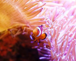 Preview wallpaper clown fish, fish, corals, underwater world, water