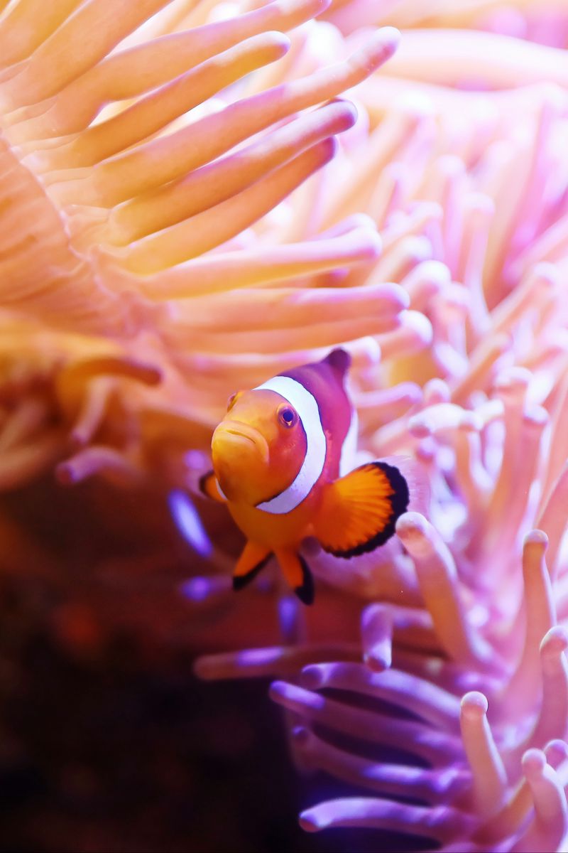 Download Clown Fish In A Coral Iphone Wallpaper | Wallpapers.com