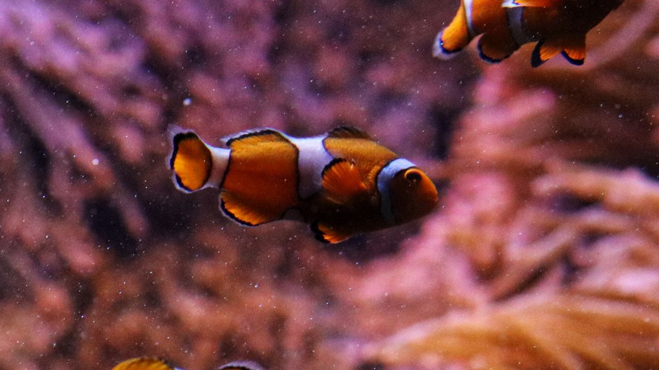 Wallpaper clownfish, fish, aquarium, underwater, bubbles