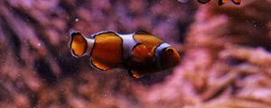 Preview wallpaper clownfish, fish, aquarium, underwater, bubbles