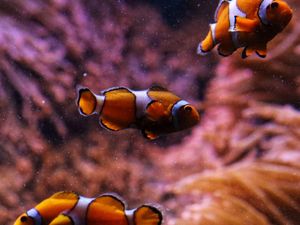 Preview wallpaper clownfish, fish, aquarium, underwater, bubbles