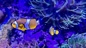 Preview wallpaper clownfish, fish, aquarium, underwater