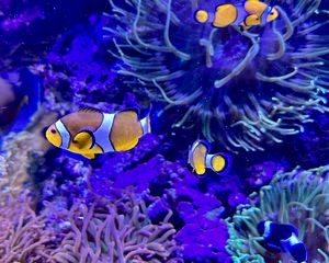 Preview wallpaper clownfish, fish, aquarium, underwater