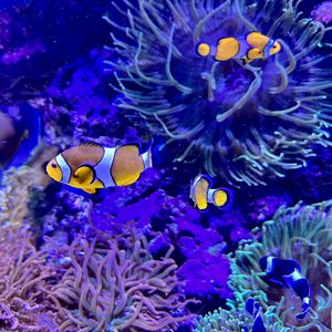 Preview wallpaper clownfish, fish, aquarium, underwater