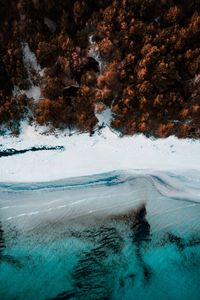 Preview wallpaper coast, aerial view, sea, beach, forest, trees