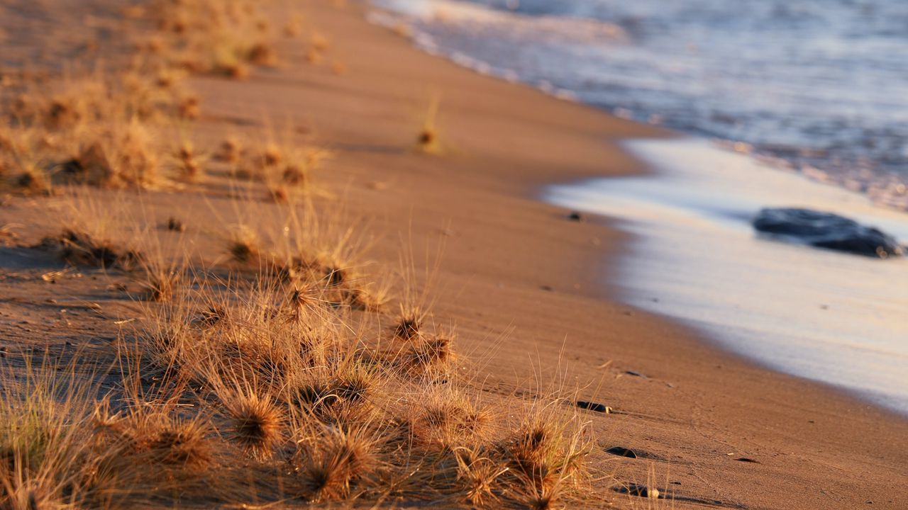 Wallpaper coast, beach, grasses, sea, horizon