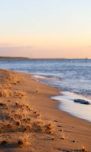 Preview wallpaper coast, beach, grasses, sea, horizon