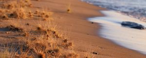 Preview wallpaper coast, beach, grasses, sea, horizon