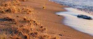 Preview wallpaper coast, beach, grasses, sea, horizon