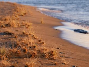 Preview wallpaper coast, beach, grasses, sea, horizon