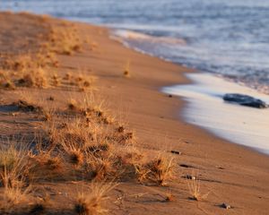 Preview wallpaper coast, beach, grasses, sea, horizon