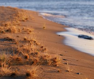 Preview wallpaper coast, beach, grasses, sea, horizon