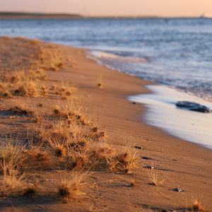 Preview wallpaper coast, beach, grasses, sea, horizon