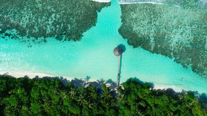 Preview wallpaper coast, beach, sea, aerial view, palm