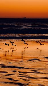 Preview wallpaper coast, birds, sea, sunset, nature